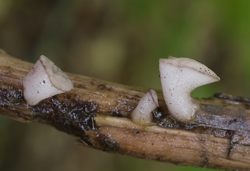 Cudoniella tenuispora